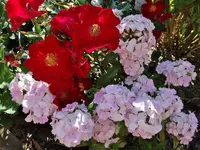 DSC01787.webp