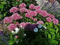 DSC01785.webp