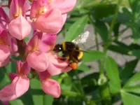 Hummel mit Gepäck (1).webp Hummel mit Gepäck (1).webp