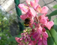 Hummel mit Gepäck (2).webp Hummel mit Gepäck (2).webp