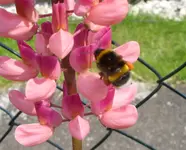 Hummel mit Gepäck (3).webp Hummel mit Gepäck (3).webp