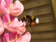Hummel mit Gepäck (4).webp Hummel mit Gepäck (4).webp