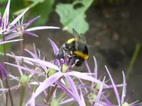Hummel mit Gepäck (5).webp Hummel mit Gepäck (5).webp
