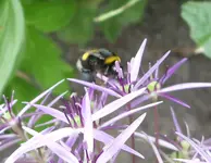 Hummel mit Gepäck  (6).webp
