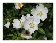 227.webp