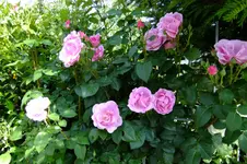DSCF1726.webp