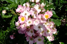 DSCF1729.webp