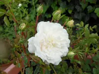 SAM_4312.webp