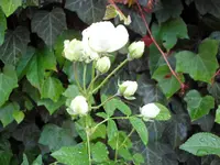 SAM_4311.webp