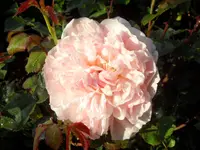 SAM_4305.webp