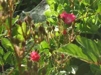 SAM_4307.webp