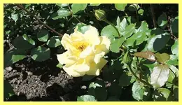 034.webp