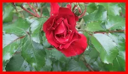004.webp