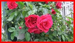 010.webp
