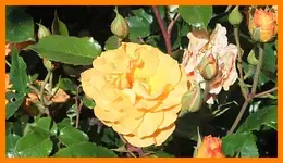 072.webp