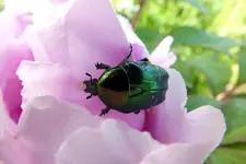 2014_0604Frühling0011 rosenkäfer in pfingstrose.webp