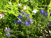 DSCN8431.webp
