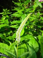 DSCN8438.webp