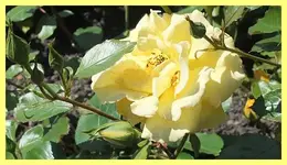 035.webp