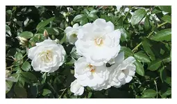 019.webp
