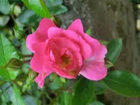 CIMG7877.webp