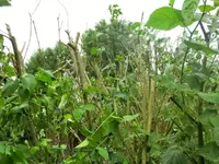 CIMG7879.webp
