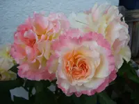 aquarell.webp
