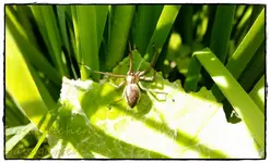 Spinne.webp