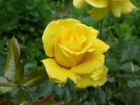 P1100221.webp