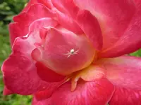 P1100755.webp