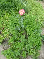 P1100428.webp