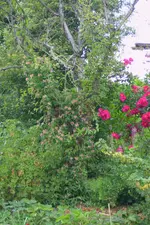 DSCI0972.webp
