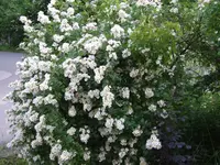 DSCF3546.webp