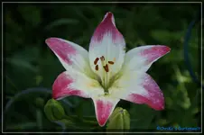 comp_DSC01538.webp