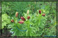 comp_DSC01540.webp