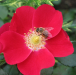 Candia Meidiland mit Biene.webp