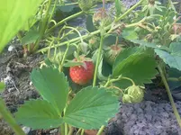 erdbe1.webp