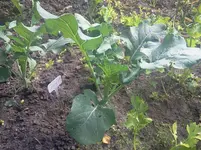 broccoli11.webp