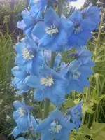 delphi2.webp