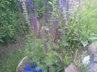 schau1.webp