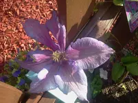 clematis1.webp