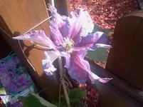 clematis2.webp