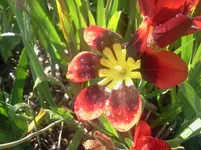 blumen 5.webp