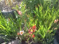 blumen 6.webp