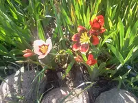 blumen4.webp
