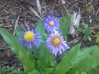 blumen 7.webp