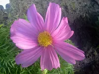 blumen1.webp