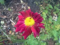blumen3.webp