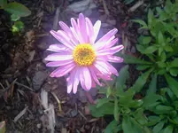 blumen10.webp
