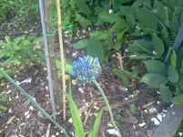 lauchblue1.webp